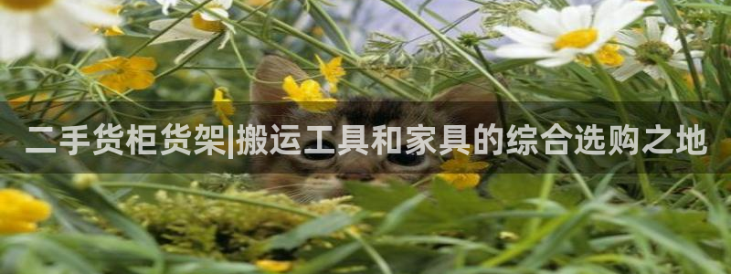 杏运新能源